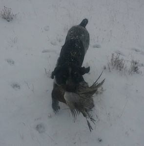 Meet your Posher, Jolman a